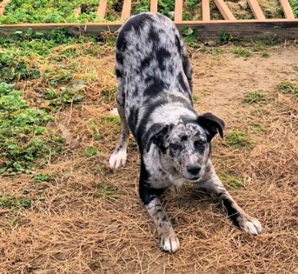 CATAHOULA, CATAHOULA picture 1