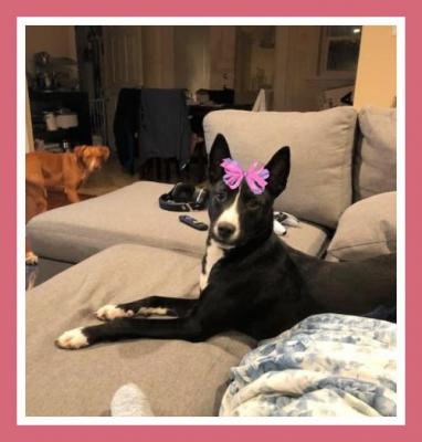 Rosie picture 1