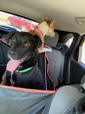 Kona picture 1