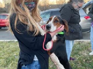 Coonhounds!! picture 3