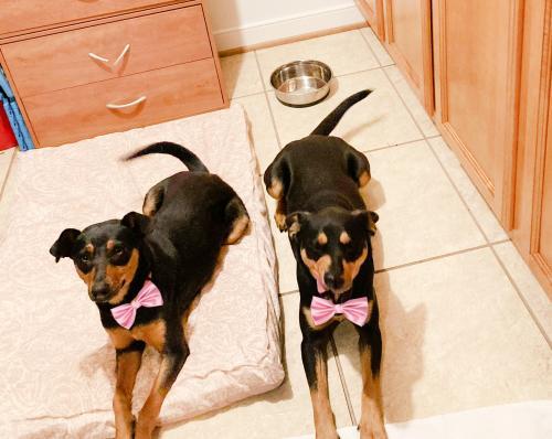 Mini pincher, Mini pincher picture 1
