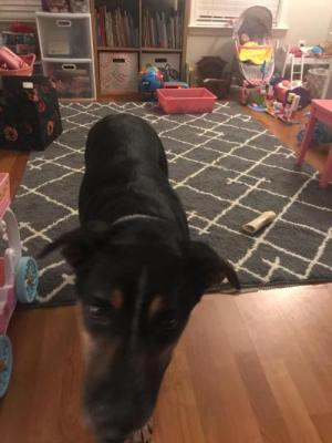 Cooper picture 4