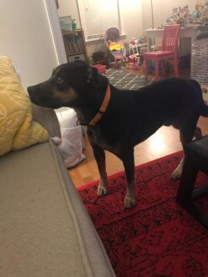Cooper picture 1