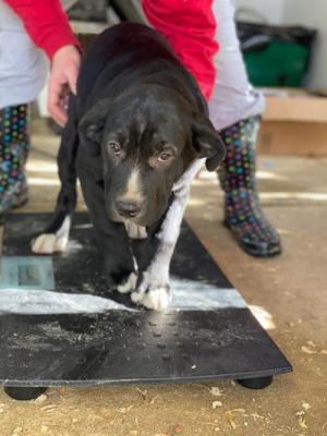 Border Collie mixes picture 4