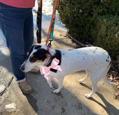 Smooth coat collie, smooth coat collie picture 2