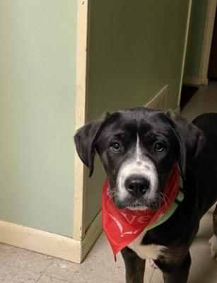 Simon picture 1