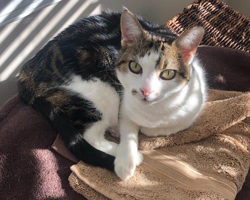 Declawed cat, declawed cat 16618820 Animal Sanctuary Society, Inc