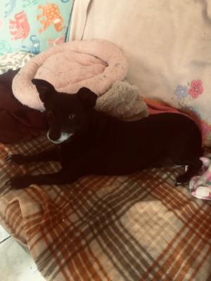 Gypsy picture 3