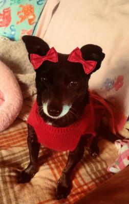 Gypsy picture 1