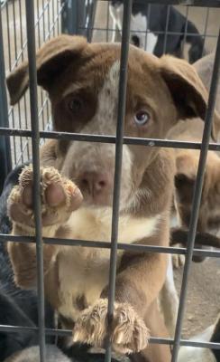 HUSKY MIX PUPPIES picture 1