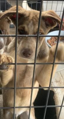 HUSKY MIX PUPPIES picture 2