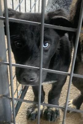 HUSKY MIX PUPPIES picture 4