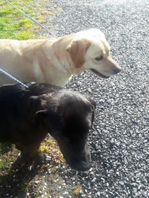 Callie and Luna picture 1