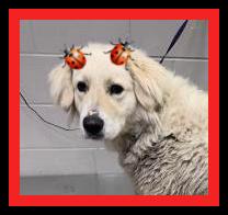 Lady Bird picture 2