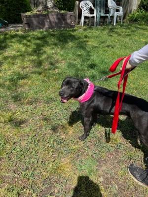 Black lab females picture 2