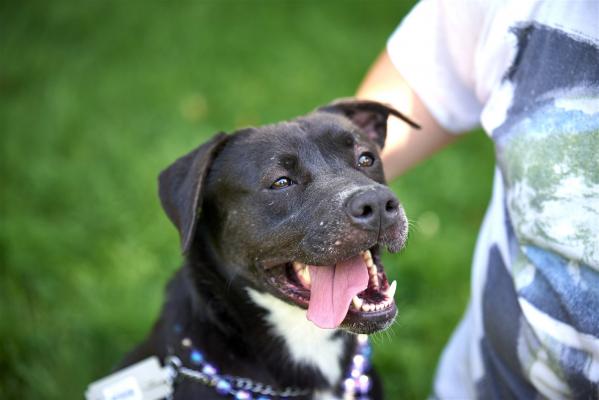 Black lab females picture 1