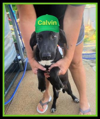 Calvin picture 2
