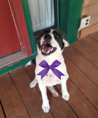 Bessie picture 2