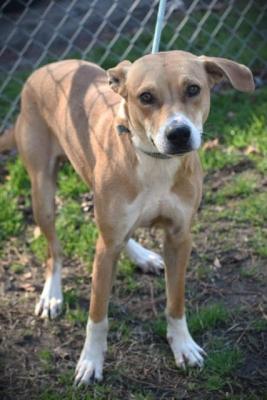 Yellow Lab mixes picture 1