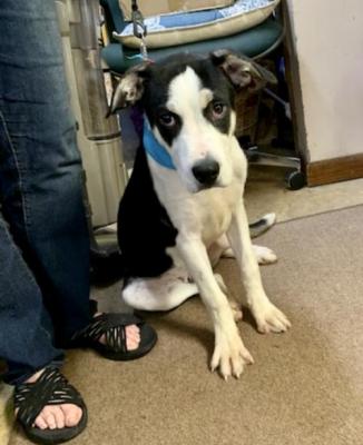 Border Collie mix  PUPPIES, PUPPIES picture 1