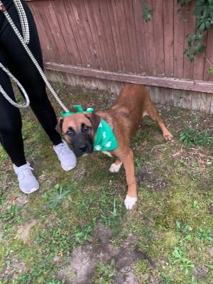Bullmastiff mix pup picture 1