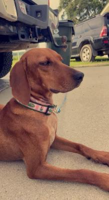 Coonhound, Coonhound picture 1