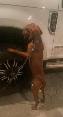 Coonhound, Coonhound picture 2