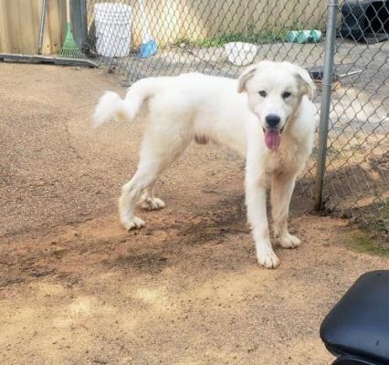 Great Pyrenees mix picture 2