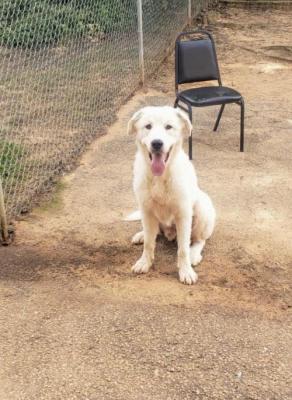 Great Pyrenees mix picture 1