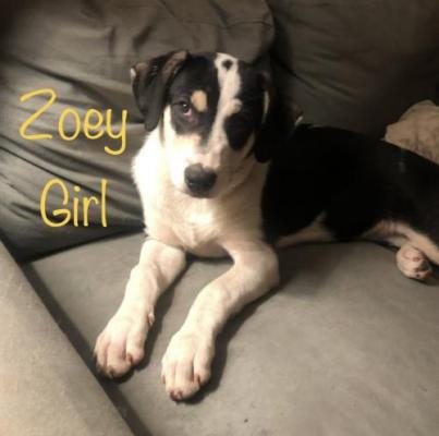 Border collie mx pups picture 2