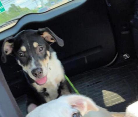 Border collie mx pups picture 1