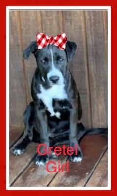 GRETEL picture 2