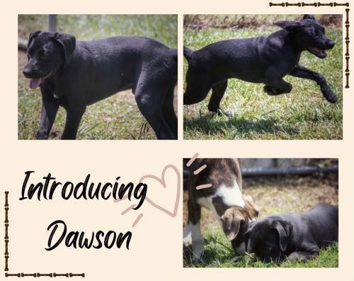 DAWSON picture 1