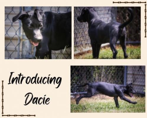 Dacie picture 1