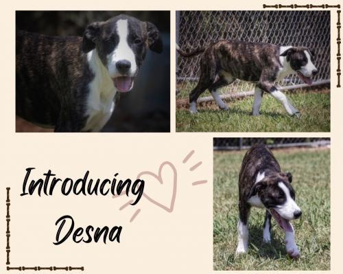 Desna picture 1