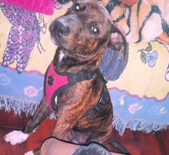 Dudley picture 1