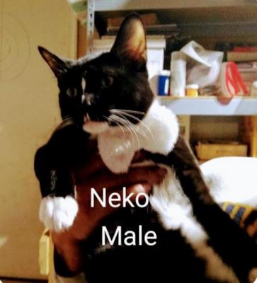 Neko picture 1