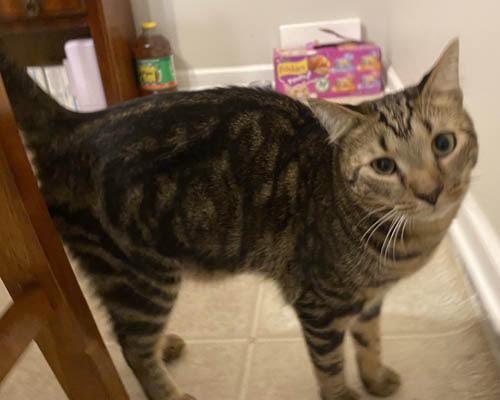 Frodo picture 2