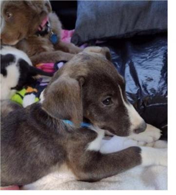 Border Collie mix pups picture 4