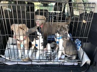 Border Collie mix pups picture 3
