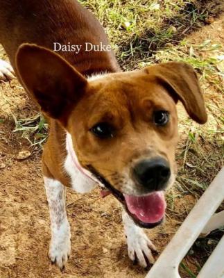 Daisy Duke picture 1