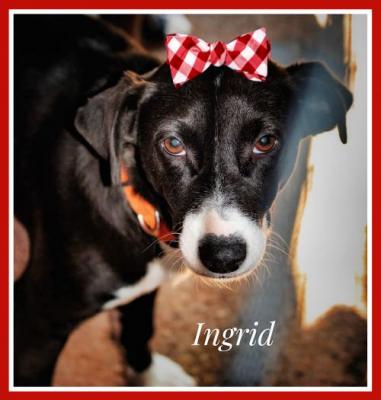 INGRID picture 2