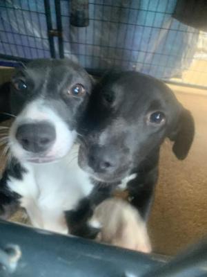 Border collie, lab mix puppies picture 1