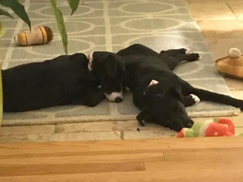 Border collie, lab mix puppies picture 2