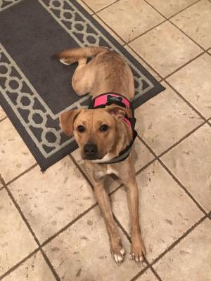 Gracie picture 2