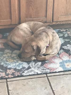 Gracie picture 3