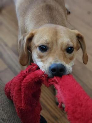 Dixie picture 2