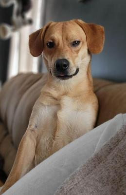 Dixie picture 3