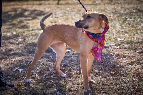 Golden lab, Golden lab picture 1