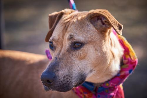 Golden lab, Golden lab picture 2